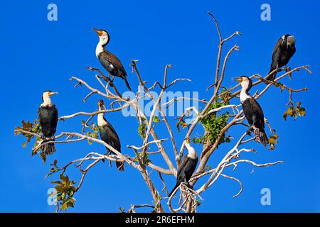 Gruppe weißer Kormorane (Phalacrocorax lucidus), Liwonde Nationalpark, Malawi Stockfoto