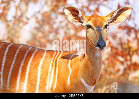 Nyala, weiblich, Majete Wildlife Reserve, Malawi (Nyala angasi) Stockfoto