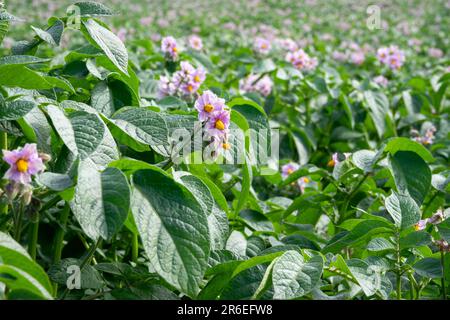 Hellviolette blühende Kartoffelblumen mit grünen Blättern auf einem Bauernhof aus nächster Nähe. Grüne Sträucher blühender Kartoffeln. Kartoffelanbau auf dem Land Stockfoto