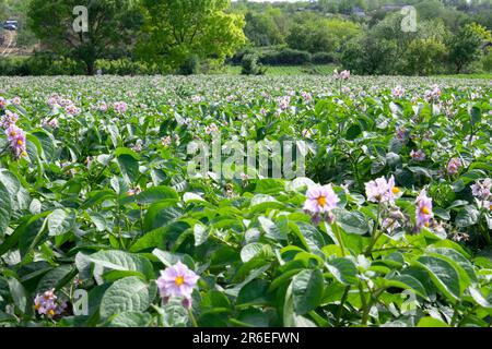 Hellviolette blühende Kartoffelblumen mit grünen Blättern auf einem Bauernhof. Grüne Sträucher blühender Kartoffeln. Kartoffelanbau auf dem Land Stockfoto