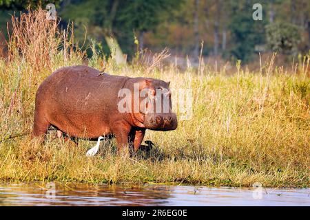 Hippo (Hippopotamus amphibius), Liwonde-Nationalpark, Malawi Stockfoto