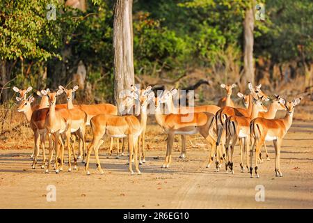 Familie von Impalas (Aepyceros melampus), Liwonde-Nationalpark, Malawi Stockfoto