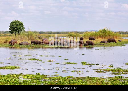 Flusspferde (Hippopotamus amphibius), Nationalpark Liwonde, Malawi Stockfoto