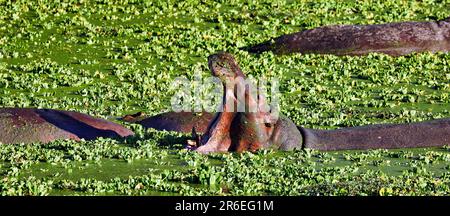 Hippo (Hippopotamus amphibius) im Wasser im South Luangwa National Park, Sambia Stockfoto