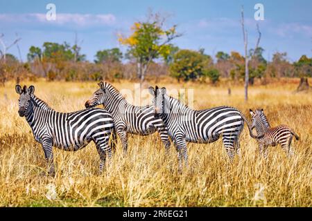 Plains Zebra (Equus quagga), South Luangwa National Park, Sambia Stockfoto