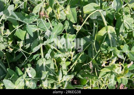 Schoten mit grünen Erbsen reifen in einem Erbsenfeld. Schoten junger grüner Erbsen auf einem Stiel im Licht der Sonne. Unscharfer Hintergrund Stockfoto