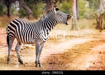 Muedes Zebra (Equus quagga) mit einem Jungtier, Nationalpark Süd-Luangwa, Sambia Stockfoto