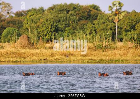 Flusspferde (Hippopotamus amphibius) im Shire River, Liwonde National Park, Malawi Stockfoto