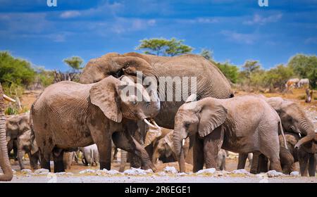 Elefanten (Loxodonta africana) auf einem Termitenhügel, Etosha-Nationalpark, Namibia Stockfoto