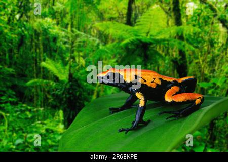 Spatterback Giftpfeilfrosch (Dendrobates galactonotus), Giftpfeilfrosch Stockfoto