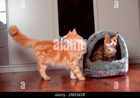 Norwegische Waldkatzen, schwarz-tabby-Tortie-weiß und rot-silber-klassisch Stockfoto