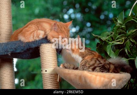 Norwegische Waldkatzen, schwarz-tabby-Tortie-weiß und rot-silber-klassisch Stockfoto