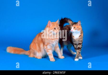 Norwegische Waldkatzen, schwarz-tabby-Tortie-weiß und rot-silber-klassisch Stockfoto