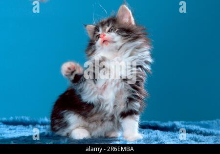 Norwegische Waldkatze, Kätzchen, 7 Wochen, schwarz-tabby-klassisch-weiß Stockfoto