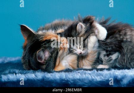 Norwegische Waldkatze, die mit Kätzchen spielt Stockfoto