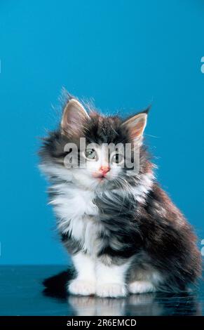 Norwegische Waldkatze, Kätzchen, 7 Wochen, schwarzer Tabby-Makrele mit Weiß Stockfoto