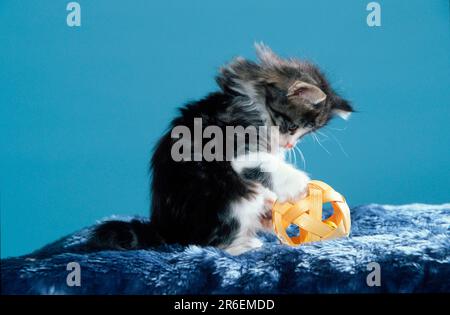 Norwegische Waldkatze, Kätzchen, 7 Wochen, schwarz-tabby-klassisch-weiß, mit Spielzeug Stockfoto