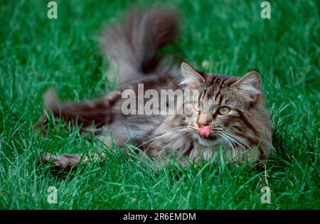 Norwegische Waldkatze, männlich, leckt seinen Mund, schwarzer Tabby-Klassiker Stockfoto