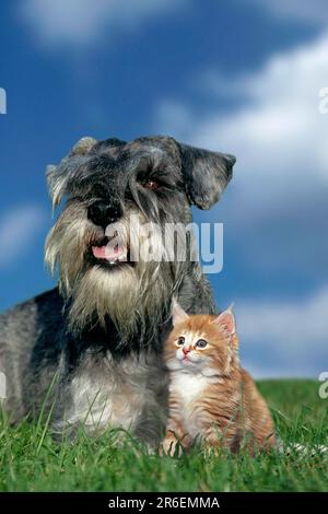 Miniaturschnauzer, Pfeffersalz und junge Katze (draußen) (Wiese) (liegend) (Erwachsener) (Freundschaft) (Freundschaft) (jung) (Kätzchen) Stockfoto