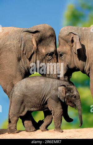 Asiatische Elefanten (Elephas maximus) mit jungen, asiatischen Elefanten mit Jungtier / Stockfoto