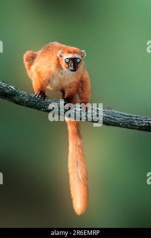 Blauäugiger Lemur, weiblich (Eulemur macaco flavifrons) (Madagaskar) (Tiere) (Ast) (frontal) (stehend) (adulte Säugetiere) (Prosimiane) Stockfoto