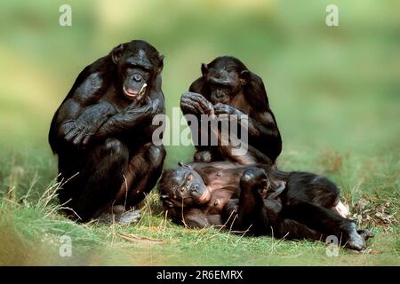 Bonobos, Zwergschimpansen (Pan paniscus), Familie, Bonobos, Zwergschimpansen, Familie, (Tiere, schwarz, schwarz, frontal, Kopf an Kopf, Von vorne, Wiese Stockfoto