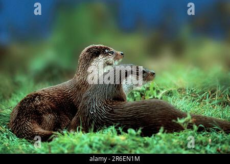 Europäischer Otter (Lutra lutra), Paar im Gras liegend Stockfoto