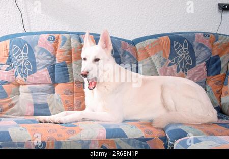 Weißer Schäferhund, Weißer Schweizer Schäferhund, Berger de Suisse, AC Weißer Schäferhund, seitlich Stockfoto