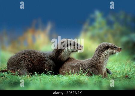 Europäischer Otter (Lutra lutra), Europaeische Fischotter, [Tiere, aussen, Outdoor, Wiese, Wiese, seitlich, Side, Europa, europa, liegen, lügen, lügen Stockfoto