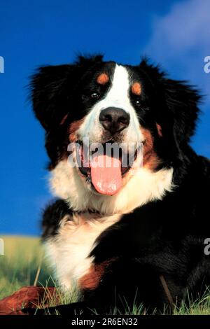 Berner Berghund, Berner Berghund (Tiere) (draußen) (Wiese) (Porträt) (freundlich) (Keuchen) (Lächeln) (Liegen) (Lügen) Stockfoto