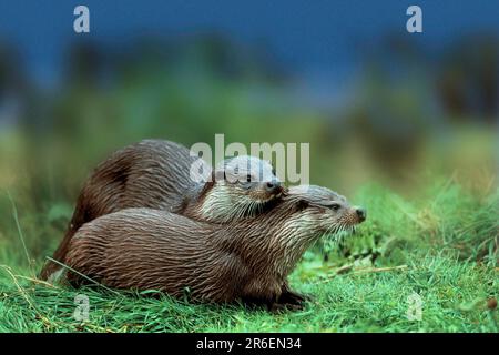 Europäischer Otter (Lutra lutra), Europaeische Fischotter, [Tiere, aussen, Outdoor, Seitlich, seitlich, Wiese, Wiese, Wiesen, liegen, Lügen, lügen, abstrakt Stockfoto