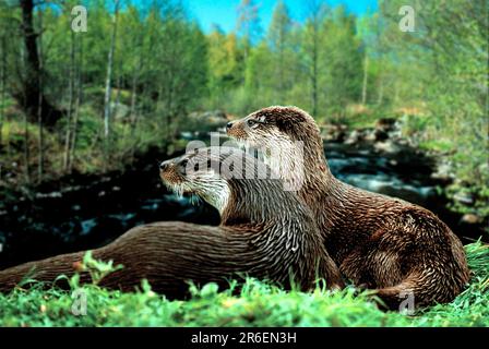 Europäischer Otter (Lutra lutra), Europaeische Fischotter, [Tiere, aussen, Outdoor, Wiese, Wiese, Fluss, Fluss, seitlich, Side, Europa, europa Stockfoto