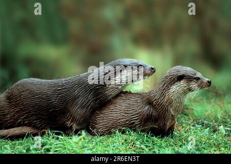 Europäischer Otter (Lutra lutra), Europaeische Fischotter, [Tiere, aussen, Outdoor, Seitlich, Side, Wiese, Meadow, Europa, europa, liegen, lügen, lügen Stockfoto