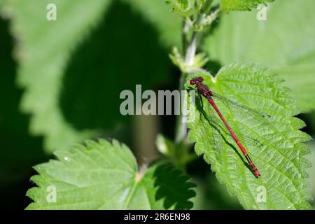 Große rote Pyrrhosoma Nymphula, langer hellroter Abdomen mit schwarzer Markierung, mit weit auseinander liegenden Augen, schwarzen Beinen und dunklem Punkt auf den Flügeln Stockfoto