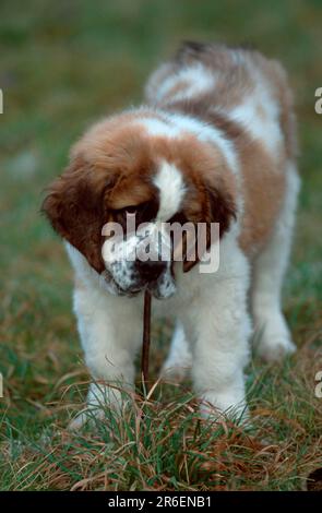 St. Bernard, Hündchen, 11 Wochen, spielte mit Branch, St. Bernard-Hund Stockfoto