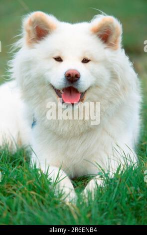 Akita Inu, lang (Tiere) (draußen) (frontal) (frontal) (von vorne) (weiß) (Wiese) (freundlich) (keuchen) (lächeln) (liegen) Stockfoto