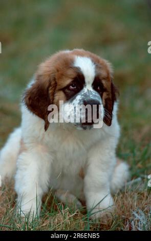 St. Bernard, Welpe, 11 Wochen Stockfoto