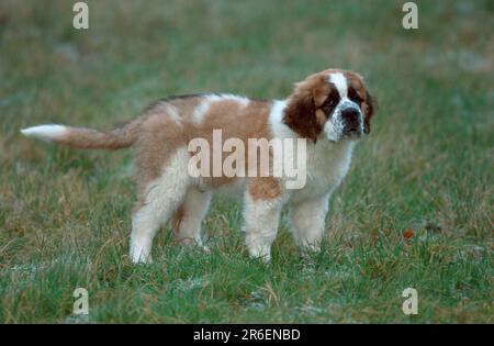 St. Bernard, St. Bernard-Hund, Welpe, 11 Wochen alt, St. Bernard Hund, Welpe, 11 Wochen alt (Tiere) (Wiese) (Wiese) (seitlich) (stehen) Stockfoto