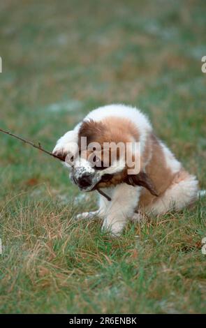 St. Bernard, Welpe, 11 Wochen Stockfoto