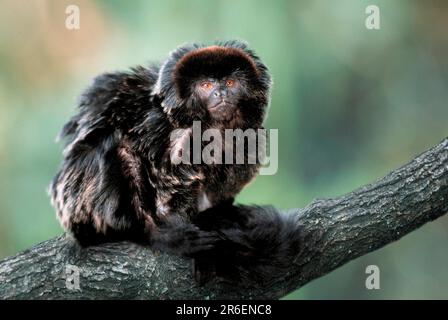 Goeldi-Affe (Callimico goeldii), Callimico, Springtamarin, [Tiere, aussen, Außenbereich, Baumstamm, Baumstamm, Baumstamm, seitlich, seitlich, Südamerika, Süden Stockfoto