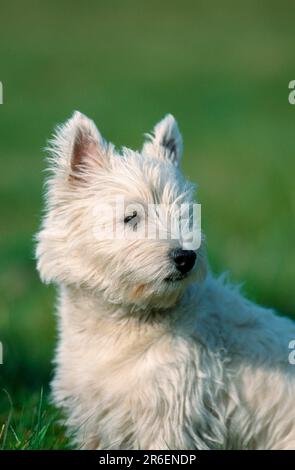 West Highland White Terrier (Säugetiere) (Haustiere) (Haustier) (Haustier) (Haustier) (draußen) (Porträt) (Porträt) (weiß) (Sitzen) (sitzend) (Erwachsene) Stockfoto