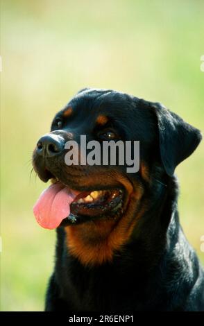 Rottweiler Stockfoto