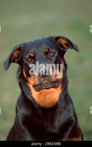 Rottweiler Stockfoto