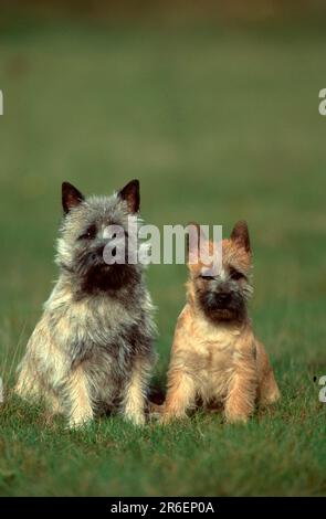 Cairn Terrier, Red and wheaten, Cairn Terrier, Red and wheaten (Tiere) (außen) (außen) (frontal) (frontal) (von vorn) (Wiese) (Alarm) (SIT) Stockfoto