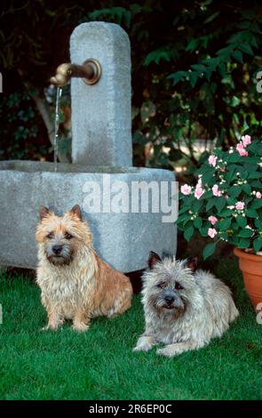 Cairn Terrier, rot und weiß, vor dem Brunnen, Cairn Terrier, rot und weiß, vor dem Brunnen (Tiere) (draußen) (frontal) (frontal) Stockfoto