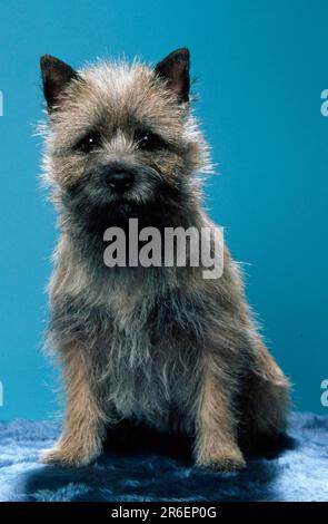 Cairn Terrier, Weizen (Tiere) (frontal) (von vorne) (innen) (Studio) (Sitzen) (Erwachsener) (ausgenommen) (Säugetiere) (Säugetiere) (Haustier) Stockfoto