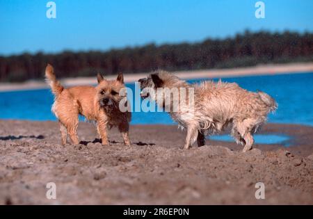 Cairn Terrier, Weizen und Rot, am Strand, schüttelte ihren Mantel, Cairn Terrier, Rot und weich, am Strand, schütteln ihren Mantel, draußen, draußen Stockfoto