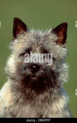 Cairn Terrier, Wheaten, Cairn Terrier, wheaten (Tiere) (außen) (außen) (frontal) (frontal) (frontal) (von vorn) (Kopf) (Porträt) (Alarm) (Erwachsener) Stockfoto