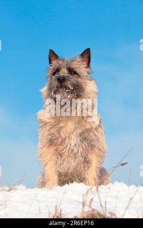 Cairn Terrier, wheaten, im Winter, Cairn Terrier, wheaten, Im Winter (Tiere) (außen) (außen) (frontal) (frontal) (von vorn) (Schnee) (Winter) Stockfoto