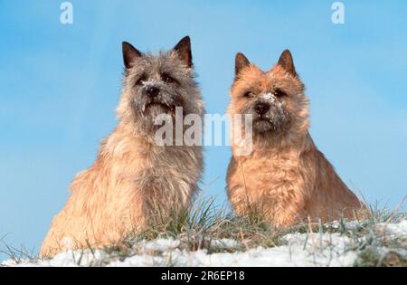 Cairn Terrier, rot und weich, im Winter, Cairn Terrier, rot und weich, Im Winter (Tiere) (außen) (außen) (frontal) (frontal) (frontal) Stockfoto